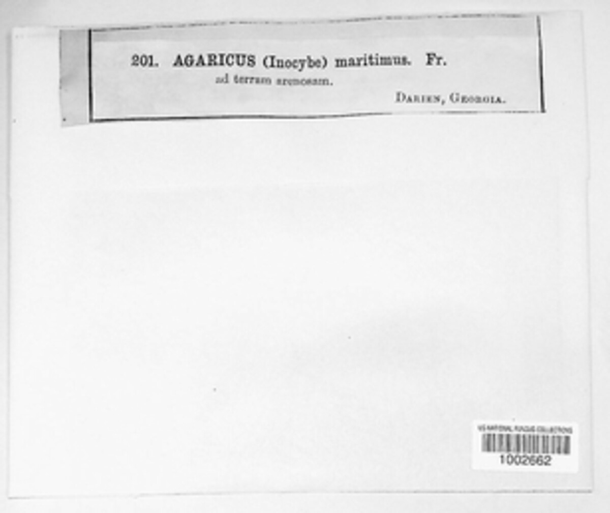 Agaricus halophilus image